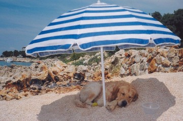 Aidaa Spiagge Libere Attrezzate Per Ospitare I Cani Stato