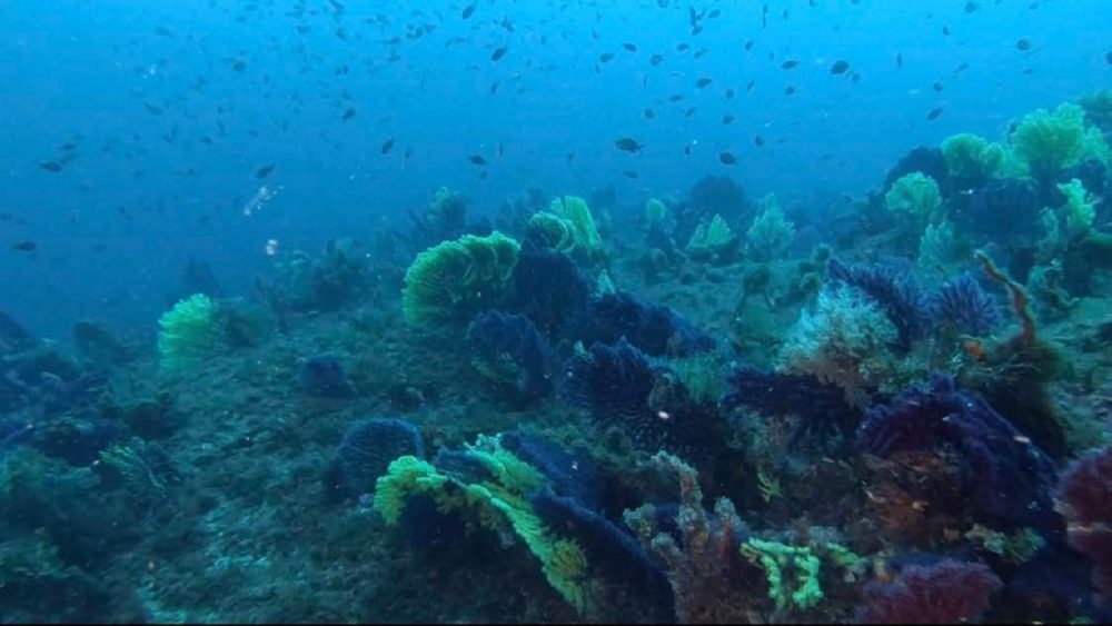 L'allarme lanciato al Laboratorio del Mare Marlintremiti