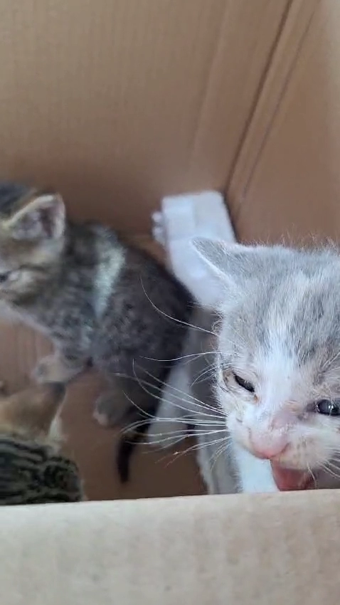 "Appello urgente: Adozione o Stallaggio per gattini appena nati a Manfredonia" (VIDEO)