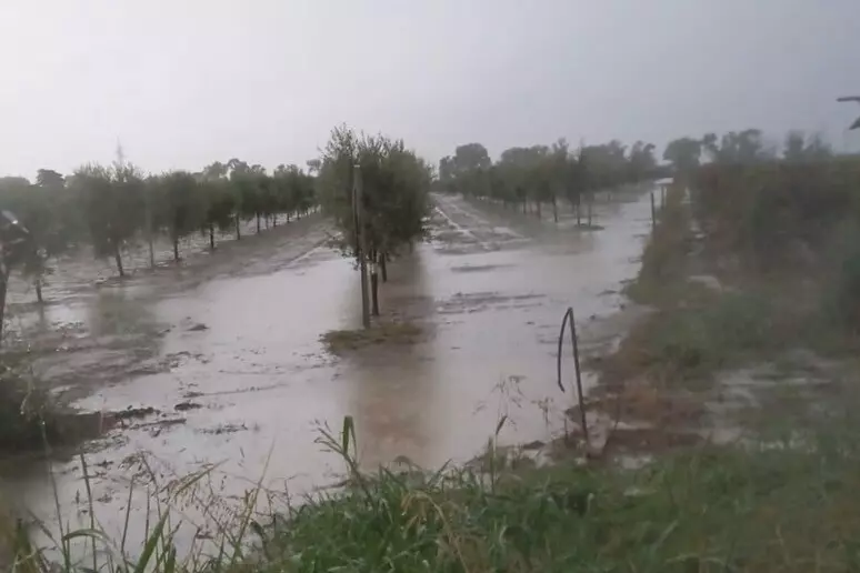 Maltempo: Coldiretti, danni a produzioni agricole nel Brindisino