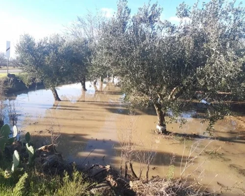 Coldiretti Puglia: caldo e piogge estremi mettono a rischio l'agricoltura