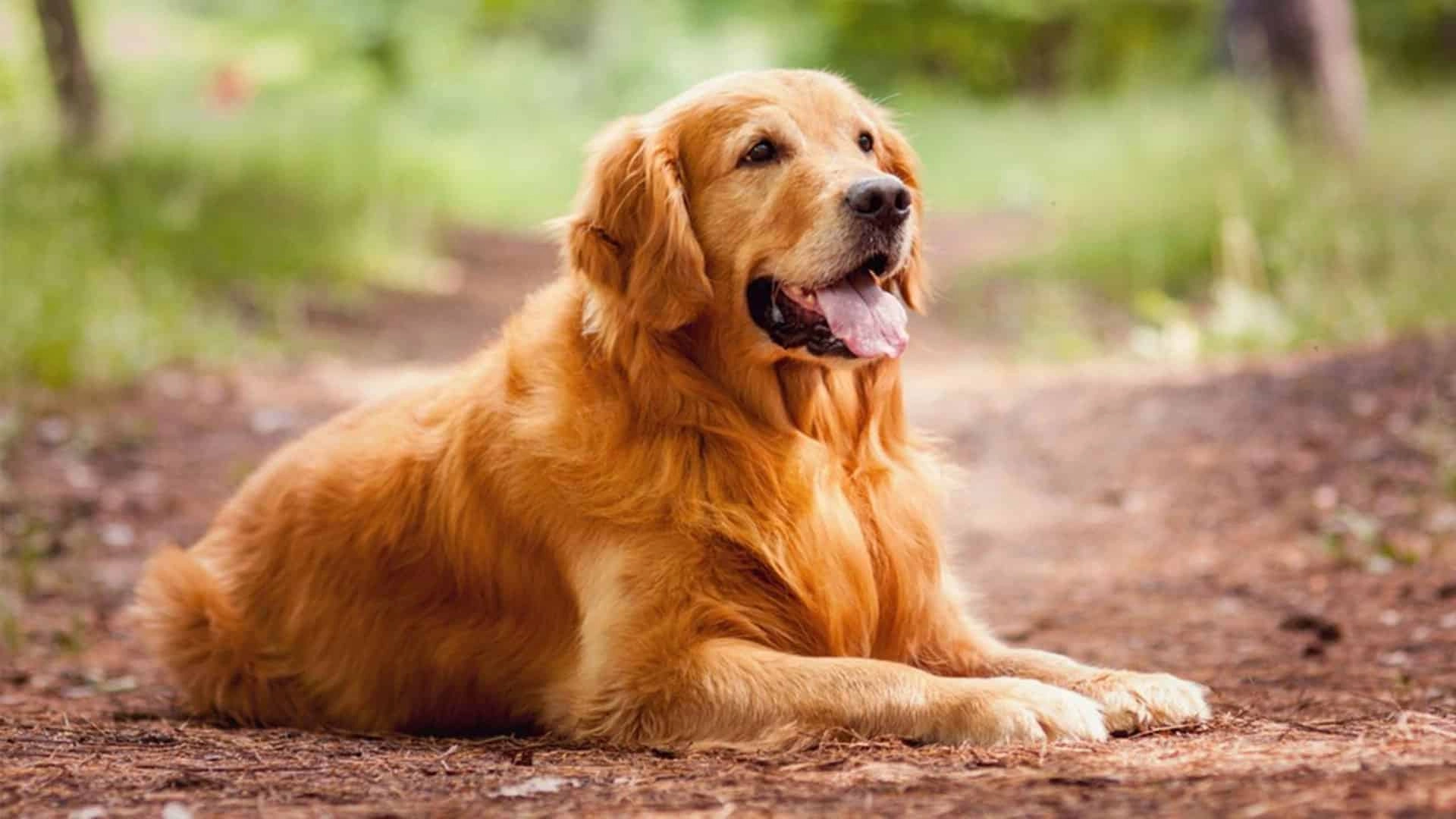 Foggia: il 22 dicembre passeggiata speciale con i Golden Retriever